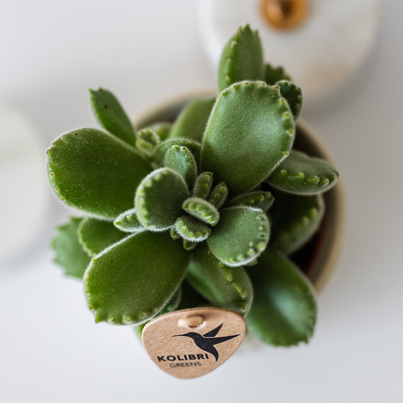 Kolibri Home | Tree Übertopf - Travertine - Ø6cm