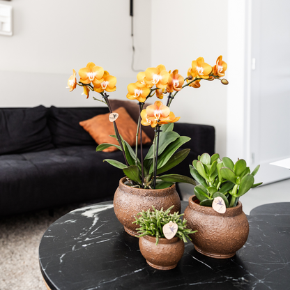 Kolibri Orchids | KOMBI ANGEBOT von 4 Phalaenopsis-Orchideen - Las Vegas - Topfgröße Ø12cm | blühende Zimmerpflanze - frisch vom Züchter