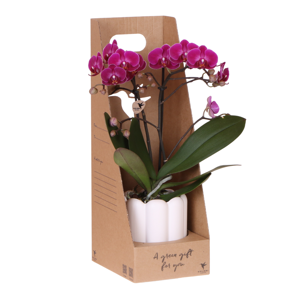 Kolibri Orchids | Violette Phalaenopsis Orchidee - Mineral Morelia im Retro Übertopf Weiß mit Geschenkbox - Ø9 cm
