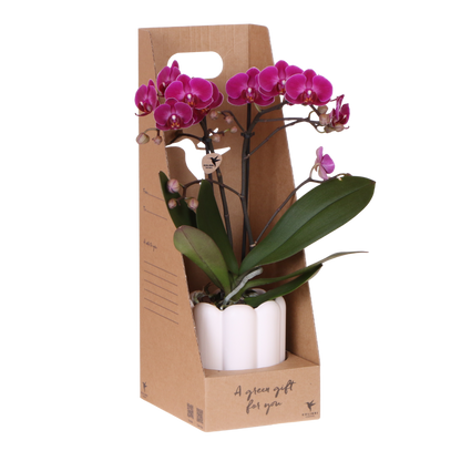 Kolibri Orchids | Violette Phalaenopsis Orchidee - Mineral Morelia im Retro Übertopf Weiß mit Geschenkbox - Ø9 cm