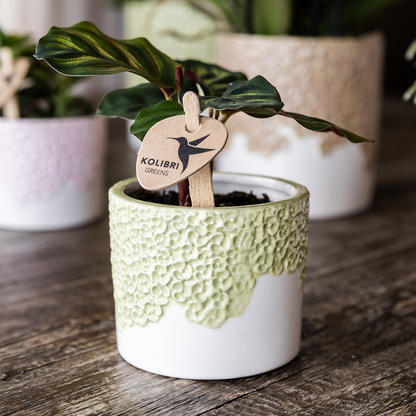 Set Bloom Green
