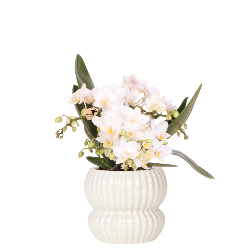 Kolibri Orchids | Weiße Nazaré Orchidee + Horizon Übertopf weiß – Topfgröße Ø9cm | blühende Zimmerpflanze – frisch vom Züchter