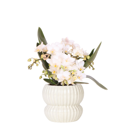 Kolibri Orchids | Weiße Nazaré Orchidee + Horizon Übertopf weiß – Topfgröße Ø9cm | blühende Zimmerpflanze – frisch vom Züchter