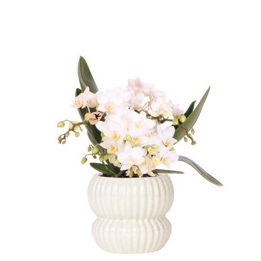 Kolibri Orchids | Weiße Nazaré Orchidee + Horizon Übertopf weiß – Topfgröße Ø9cm | blühende Zimmerpflanze – frisch vom Züchter