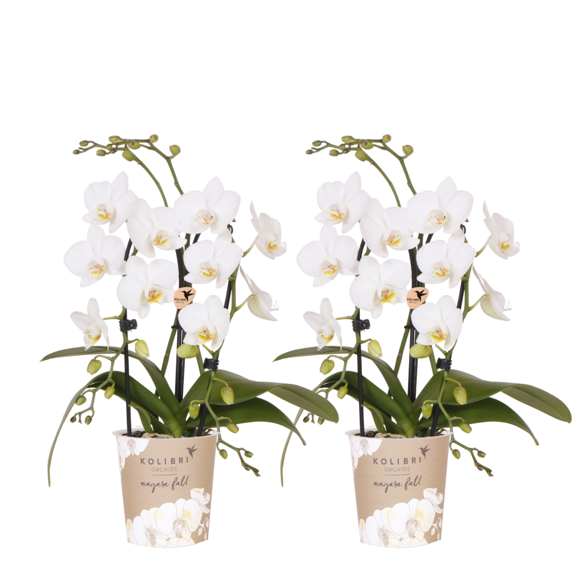 Kolibri Orchids | Kombi-Angebot - 2 Weiße Phalaenopsis Orchideen Niagara Fall White - Ø9 cm