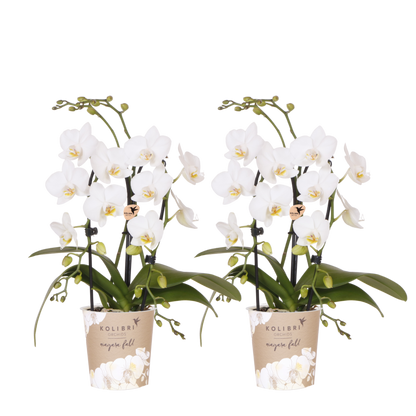Kolibri Orchids | Kombi-Angebot - 2 Weiße Phalaenopsis Orchideen Niagara Fall White - Ø9 cm