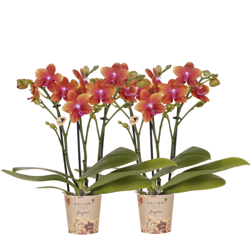 Kolibri Orchids | Kombi-Angebot - 2 Orange Duftende Phalaenopsis Orchideen Fragrance Bolgheri - Ø9 cm