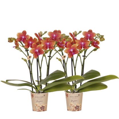 Kolibri Orchids | Kombi-Angebot - 2 Orange Duftende Phalaenopsis Orchideen Fragrance Bolgheri - Ø9 cm