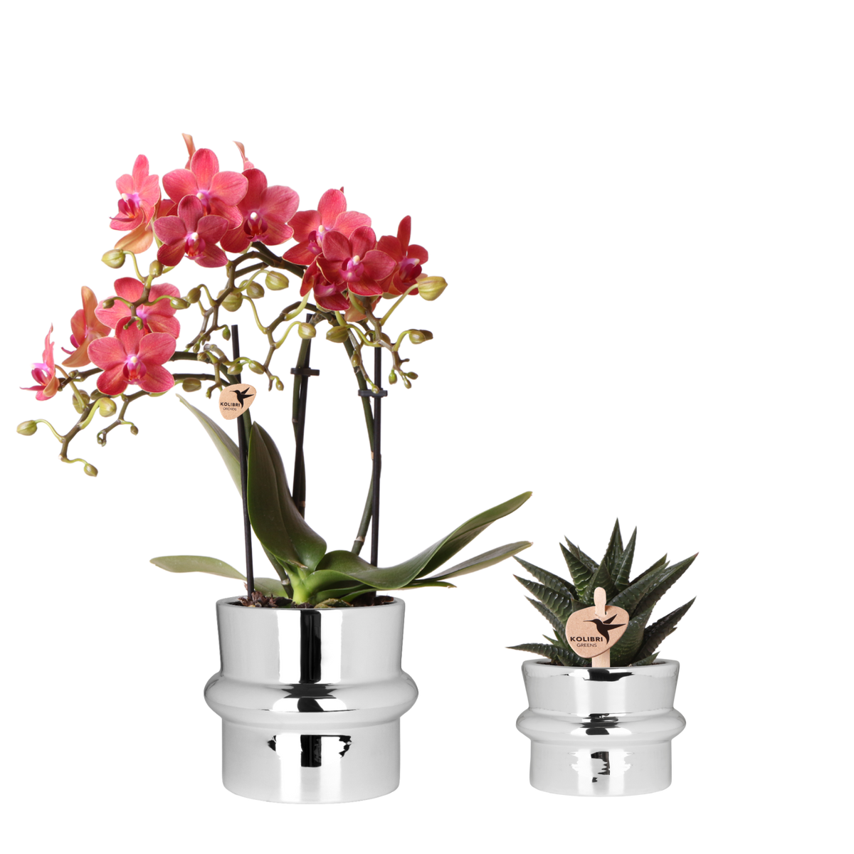 Kolibri Orchids | Pflanzenset Chrome - Rote Phalaenopsis Orchidee Blossom Congo & Sukkulente