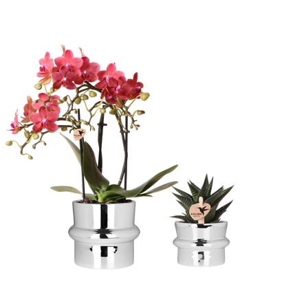 Kolibri Orchids | Pflanzenset Chrome - Rote Phalaenopsis Orchidee Blossom Congo & Sukkulente