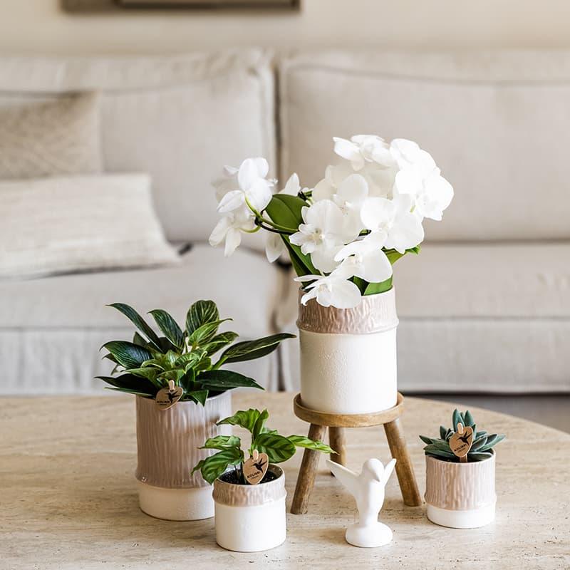 Kolibri Home | Bamboo Übertopf - Sand - Ø6cm
