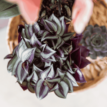 Kolibri Greens | Grünpflanze - Tradescantia Zebrina - Grüne Zimmerpflanze - Frisch vom Züchter - Ø9cm