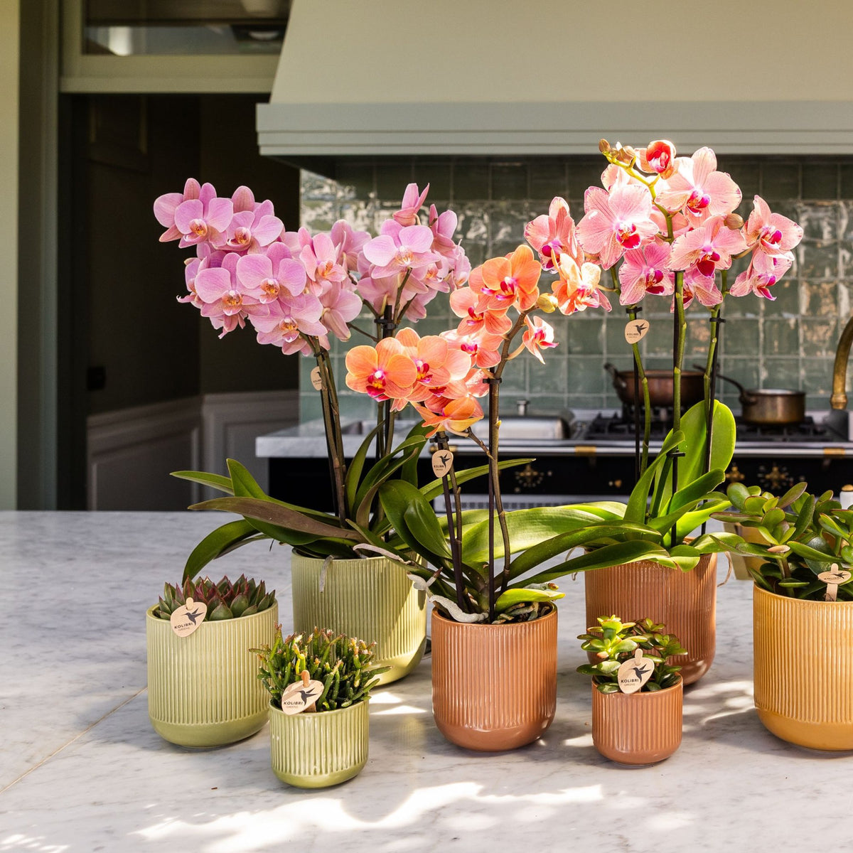 Kolibri Orchids | Geschenkset Flare Grün - Orange-Gelbe Phalaenopsis Orchidee Mineral Grosseto & Sukkulenten