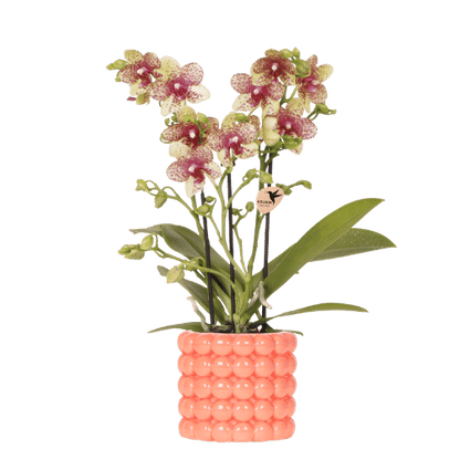 Kolibri Orchids | Orange Grosetto Orchidee mit orangefarbenem Poppy-Übertopf – Topfgröße Ø9 cm – frisch vom Züchter
