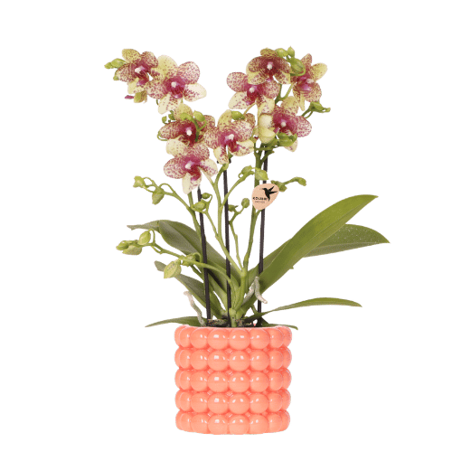 Kolibri Orchids | Orange Grosetto Orchidee mit orangefarbenem Poppy-Übertopf – Topfgröße Ø9 cm – frisch vom Züchter