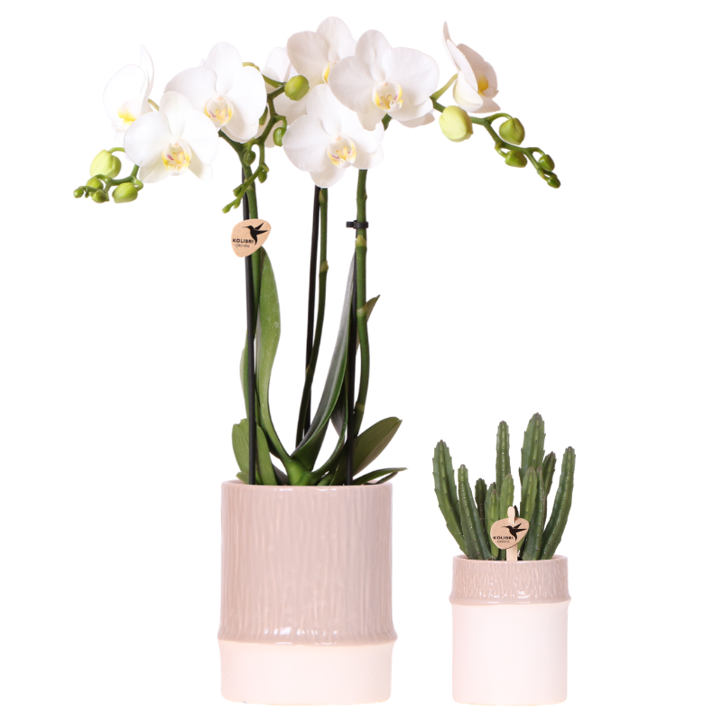Set Bamboo Weiß