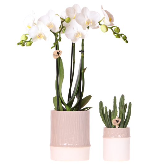 Set Bamboo Weiß