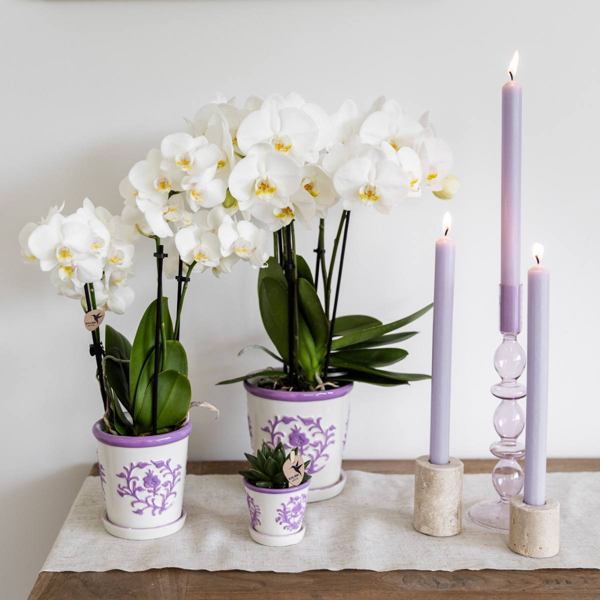Kolibri Orchids | weiße Phalaenopsis-Orchidee - Amabilis - Topfgröße Ø9cm | blühende Zimmerpflanze - frisch vom Züchter