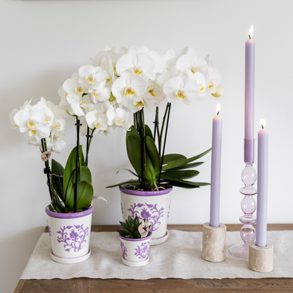 Kolibri Orchids | weiße Phalaenopsis-Orchidee - Amabilis - Topfgröße Ø9cm | blühende Zimmerpflanze - frisch vom Züchter