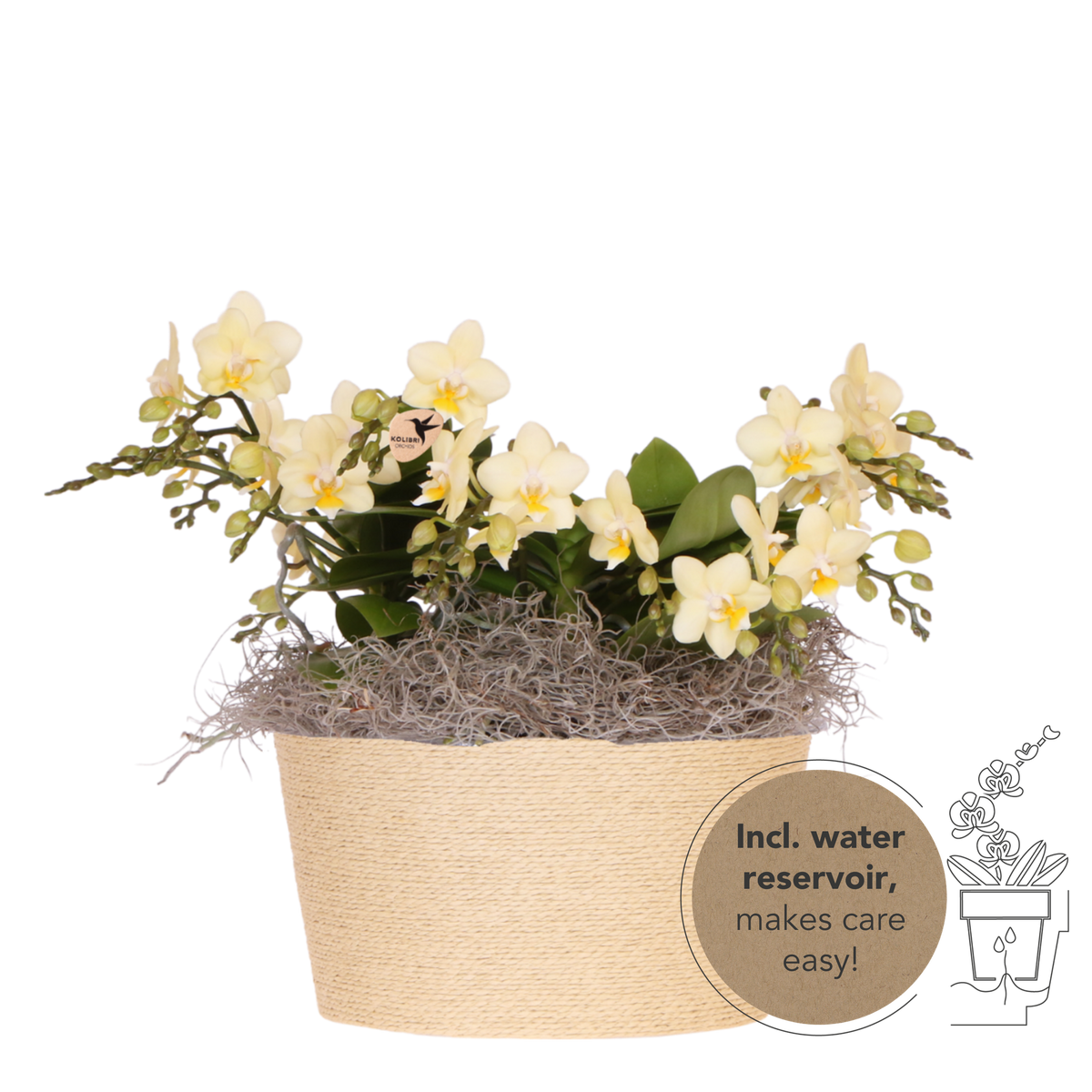 Kolibri Orchids | Gelbes Jungle Bouquet Botanic Yellow im Reed Basket