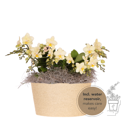 Kolibri Orchids | Gelbes Jungle Bouquet Botanic Yellow im Reed Basket