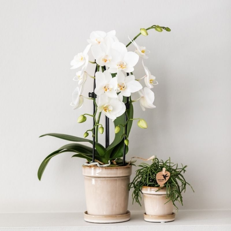 Kolibri Orchids | Weiße Phalaenopsis-Orchidee - Niagara Fall White - Blühende Zimmerpflanze - Frisch vom Züchter - Ø9cm
