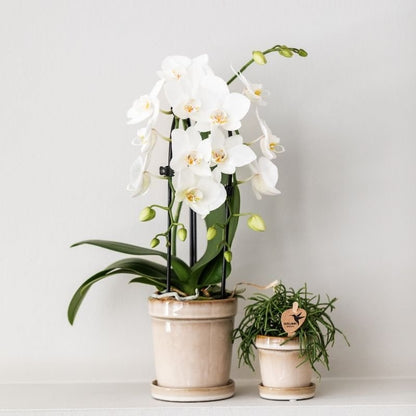 Kolibri Orchids | Weiße Phalaenopsis-Orchidee - Niagara Fall White - Blühende Zimmerpflanze - Frisch vom Züchter - Ø9cm