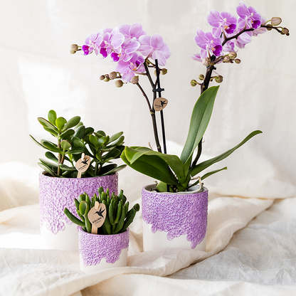 Johanna mit Bloom Übertopf violett