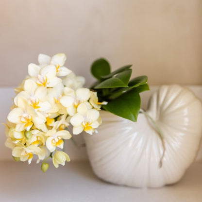 Kolibri Orchids | Kombi-Angebot - 2 Gelbe Phalaenopsis Orchideen Botanic Yellow - Ø9 cm
