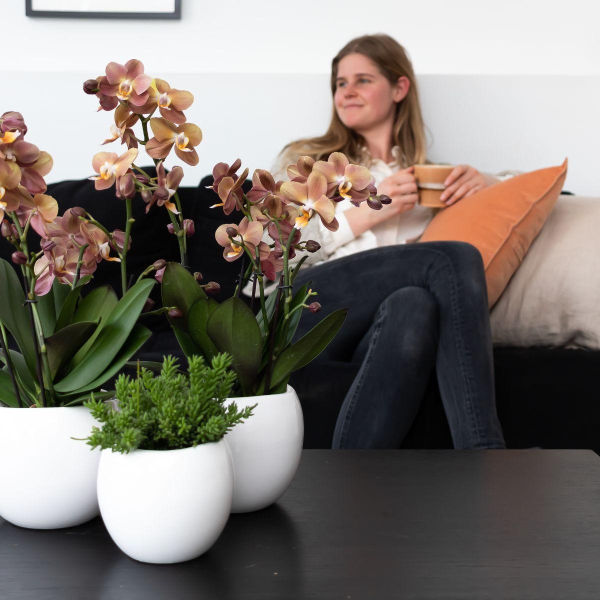 Kolibri Home | Bowl Übertopf