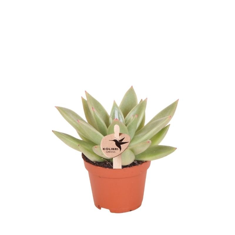 Kolibri Greens | Grünpflanze - Sukkulente Echeveria Miranda - grüne Zimmerpflanze - frisch aus der Gärtnerei - Ø6cm