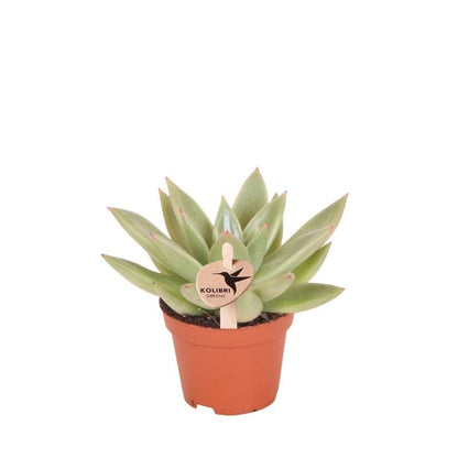 Kolibri Greens | Grünpflanze - Sukkulente Echeveria Miranda - grüne Zimmerpflanze - frisch aus der Gärtnerei - Ø6cm