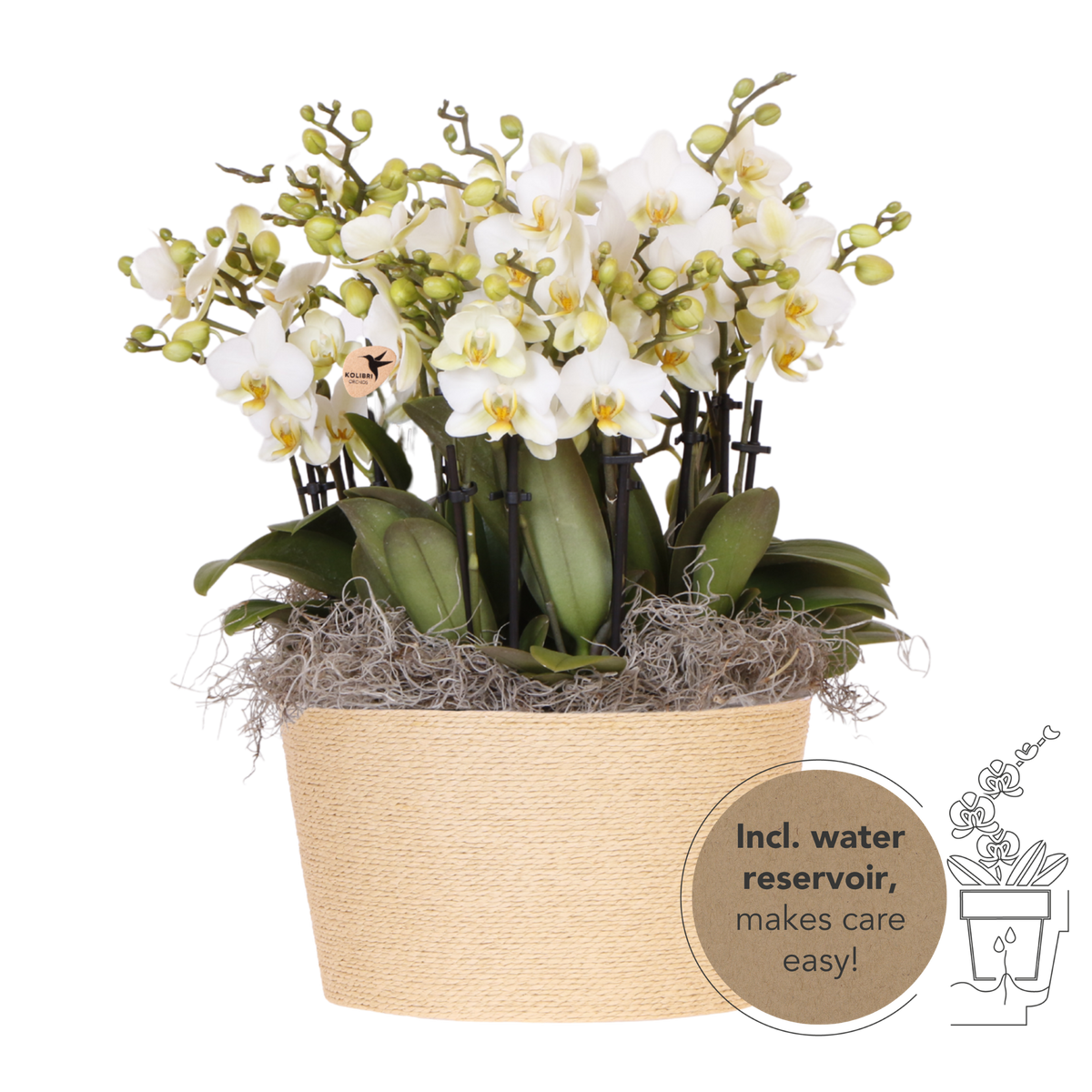 Kolibri Orchids | Weißes Mono Bouquet Blossom Lausanne im Reed Basket
