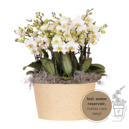 Kolibri Orchids | Weißes Mono Bouquet Blossom Lausanne im Reed Basket