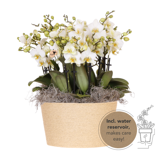 Kolibri Orchids | Weißes Mono Bouquet Blossom Lausanne im Reed Basket