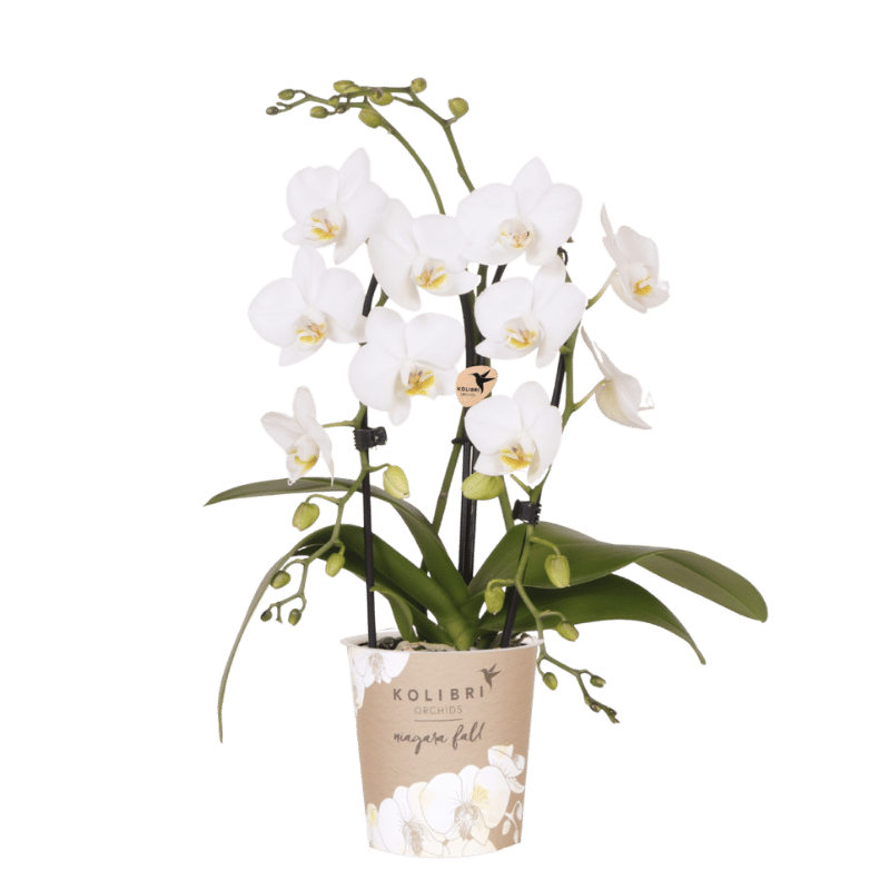 Kolibri Orchids | Weiße Phalaenopsis-Orchidee - Niagara Fall White - Blühende Zimmerpflanze - Frisch vom Züchter - Ø9cm