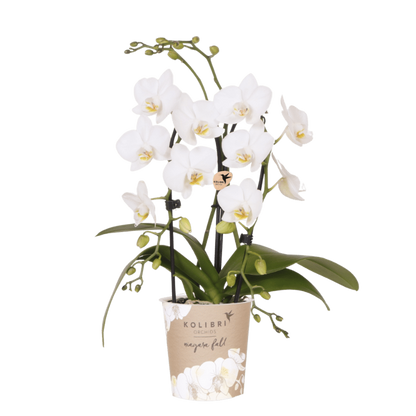 Kolibri Orchids | Weiße Phalaenopsis-Orchidee - Niagara Fall White - Blühende Zimmerpflanze - Frisch vom Züchter - Ø9cm