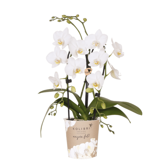 Kolibri Orchids | Weiße Phalaenopsis-Orchidee - Niagara Fall White - Blühende Zimmerpflanze - Frisch vom Züchter - Ø9cm