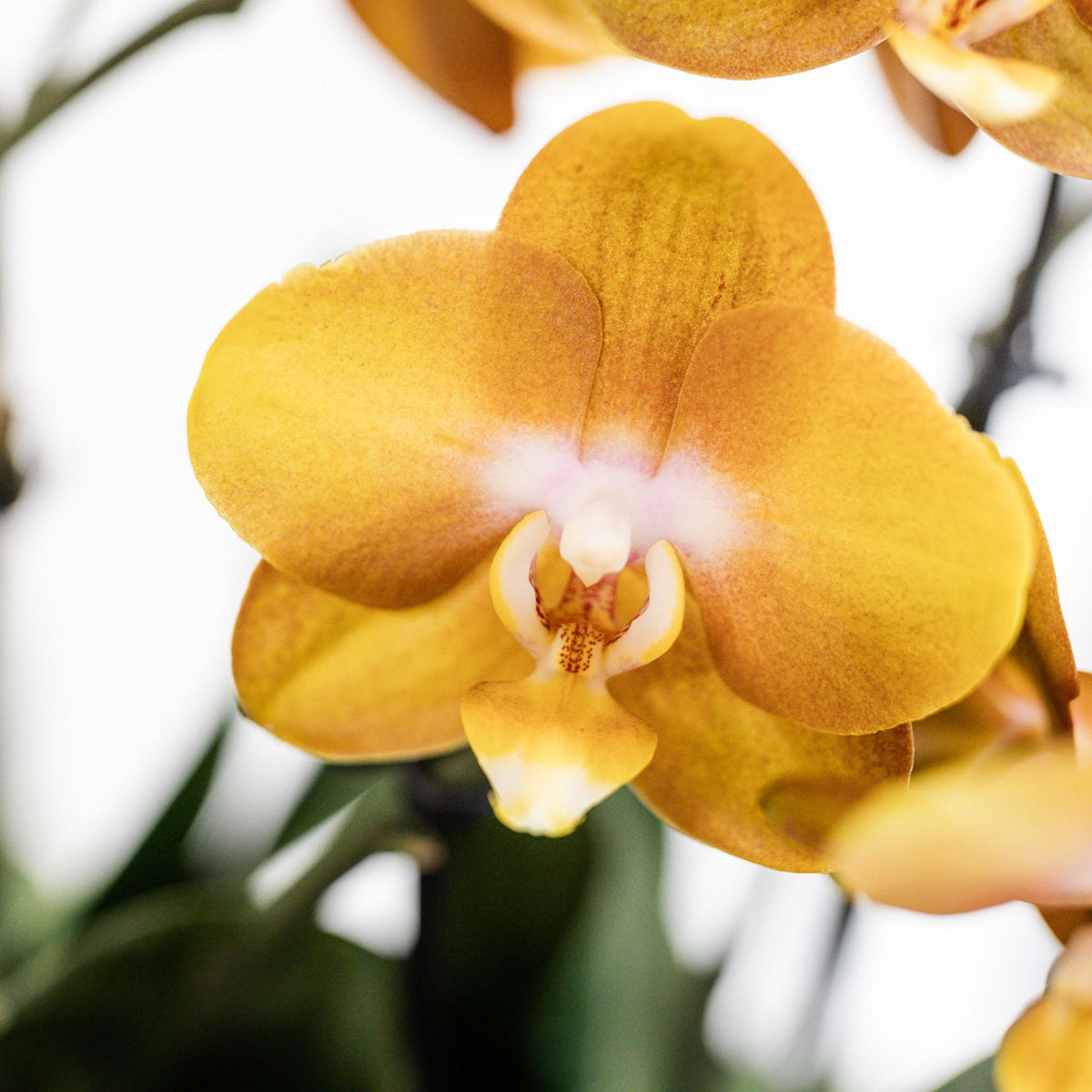 Kolibri Orchids | Oranges Mono Bouquet Jewel Las Vegas im Cotton Basket