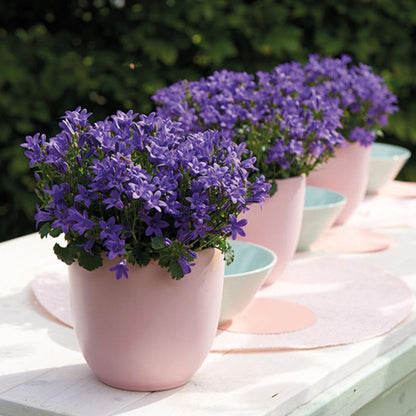 Campanula Addenda - Glockenblume lila Topfgröße 12cm - 1m2 Bodendecker - 12 Stück - Ambella lila - Gartenpflanzen - winterhart
