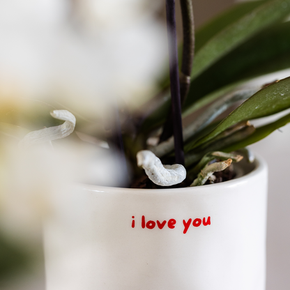 Set Love You