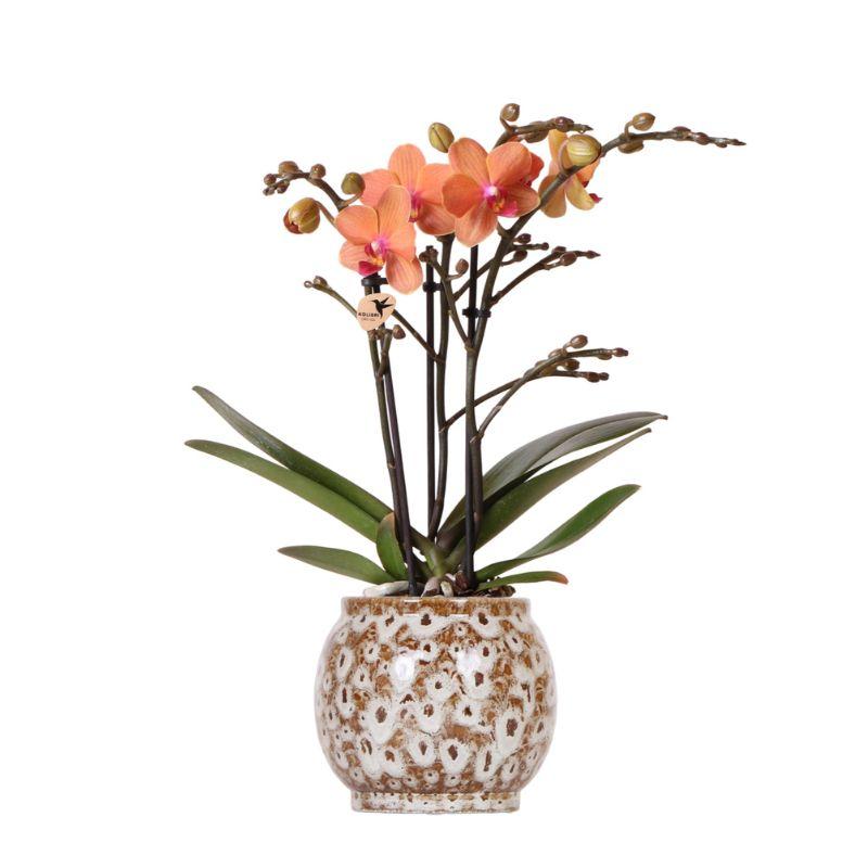 Giulia mit Safari Topf
