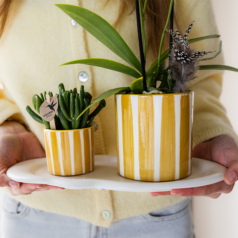 Kolibri Orchids | Gelbe Phalaenopsis Orchidee - Albenga + Painted Stripe Topf Gelb - Topfgröße Ø9cm | Blühende Zimmerpflanze - Frisch vom Züchter