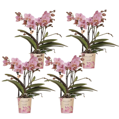 Kolibri Orchids | KOMBI-ANGEBOT mit 4 Phalaenopsis-Orchideen - Treviso - Topfgröße Ø9cm | Blühende Zimmerpflanze - Frisch vom Züchter