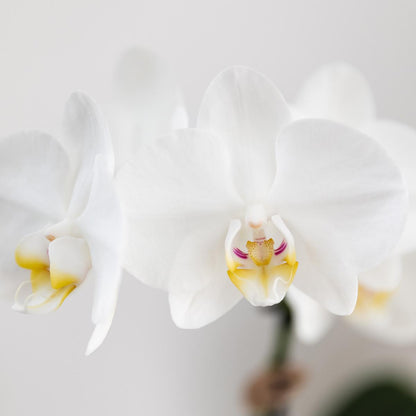 Blanca mit Bold Cognac Übertopf