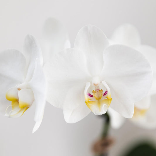 Blanca mit Bold Cognac Übertopf