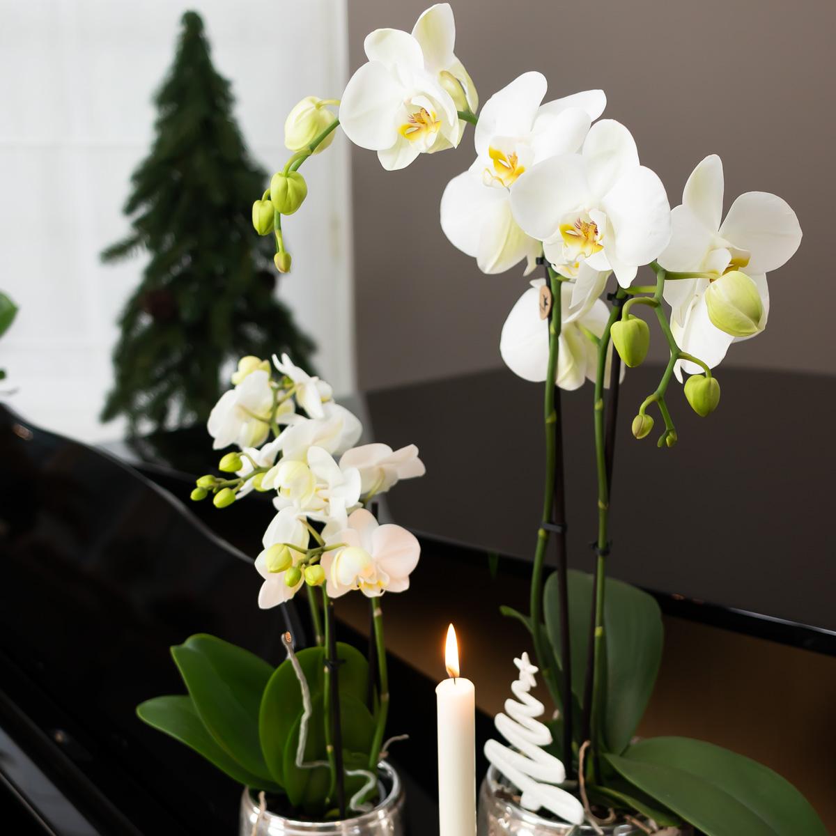 Kolibri Home | Luxuriöser Blumentopf - Silberner Keramiktopf - Ø6cm