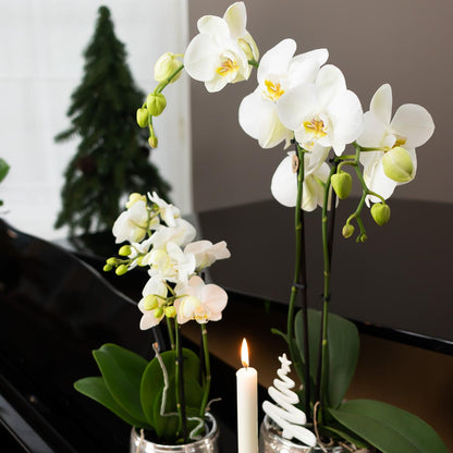 Kolibri Home | Luxuriöser Blumentopf - Silberner Keramiktopf - Ø6cm