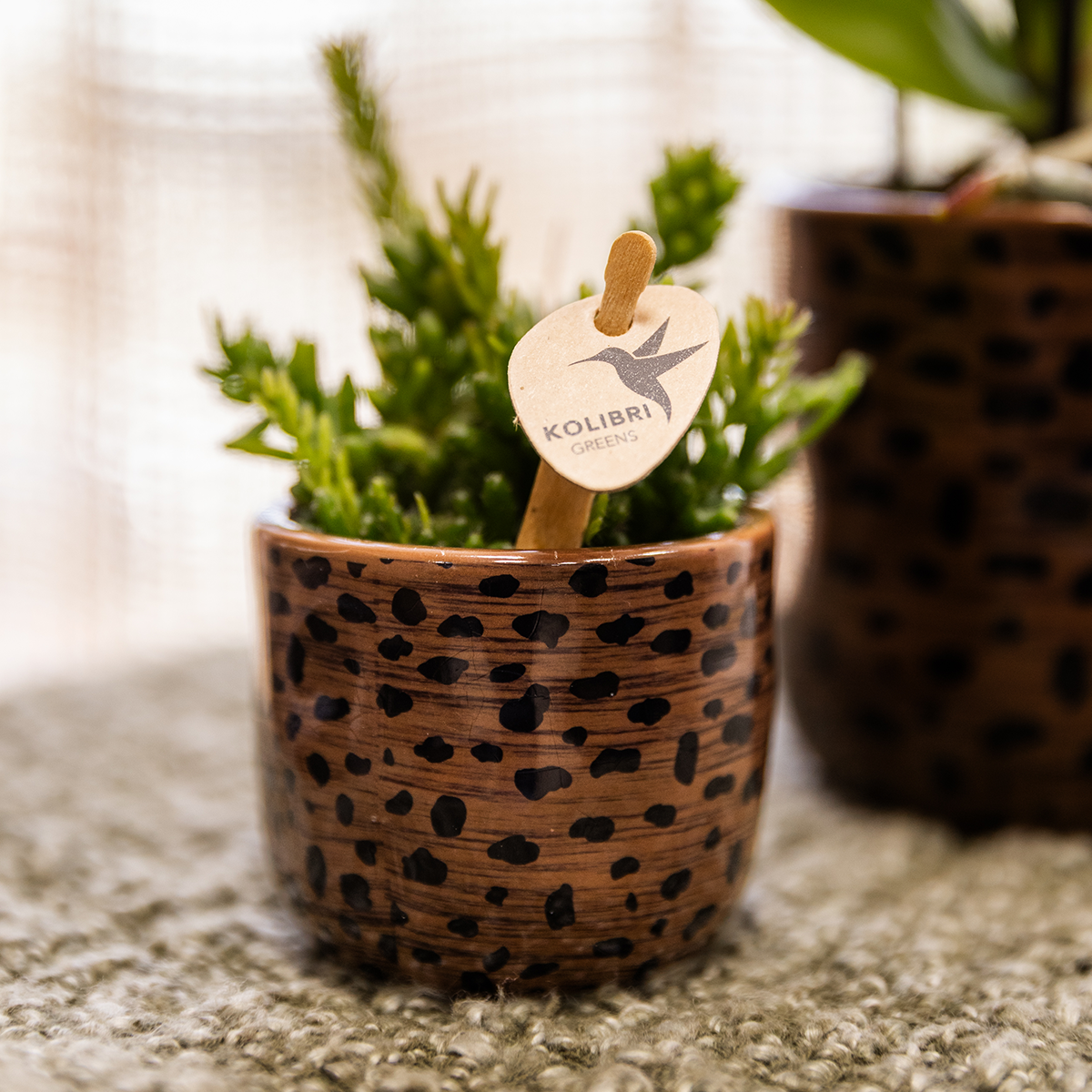 Kolibri Home | Leoparden-Ziertopf - Ø6cm