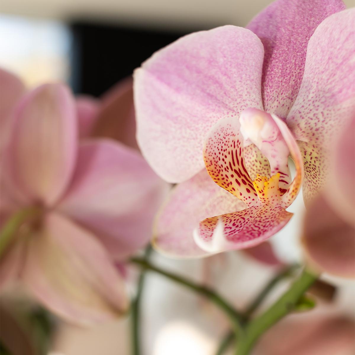 Kolibri Orchids | Altrosa Phalaenopsis Orchidee - Jewel Treviso - Topfgröße Ø12cm | blühende Zimmerpflanze - frisch vom Züchter